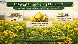 کشت کلزا در جلفا با برداشت پیش‌بینی‌شده ۱۵۰ تن/ گامی مؤثر برای خودکفایی در تولید روغن خوراکی